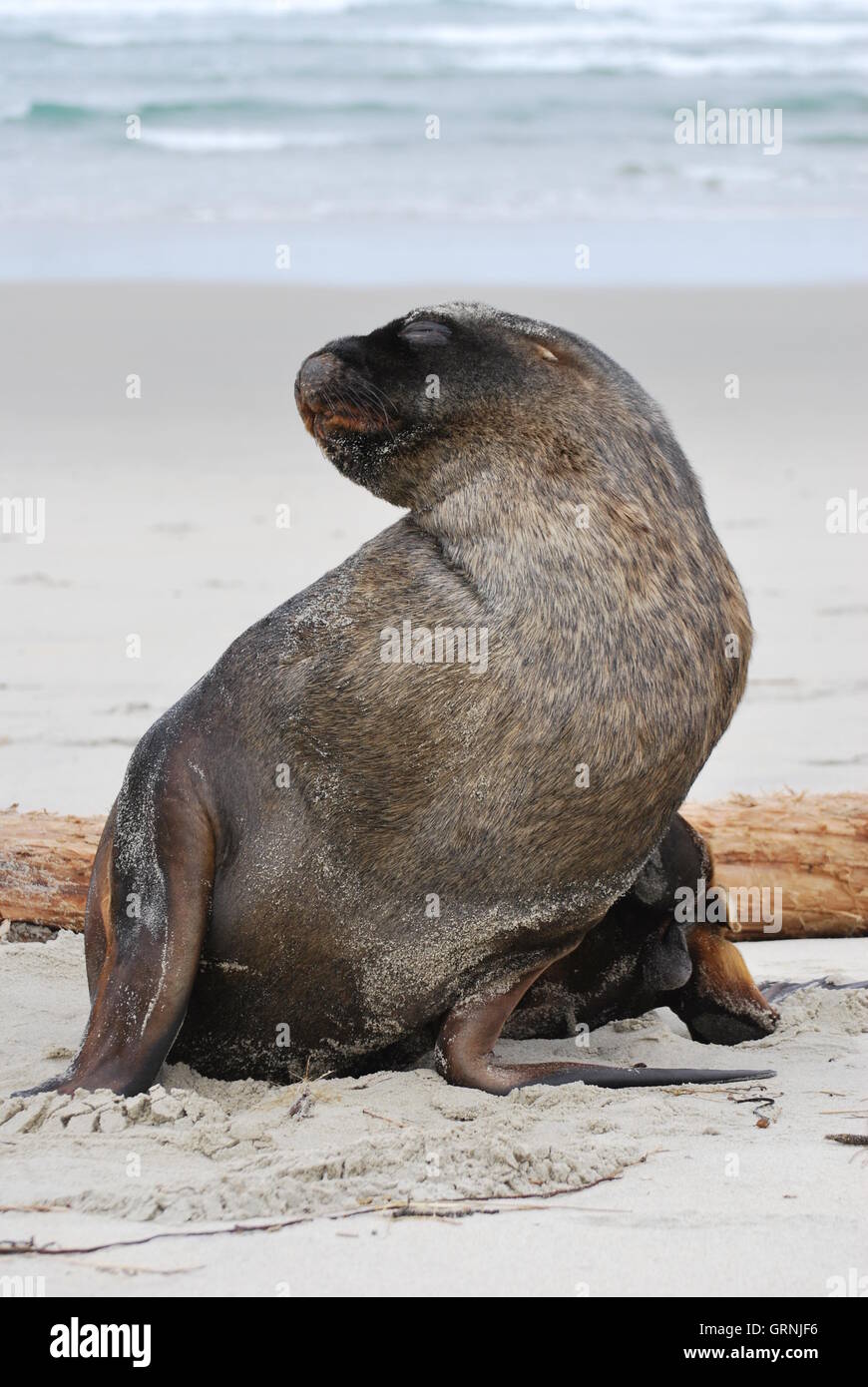 Auch bekannt als ein Hooker Seelöwen Sandfly Bay, Otago Halbinsel in der Nähe von Dunedin Neuseeland Seelöwe (Phocarctos Hookeri) Stockfoto