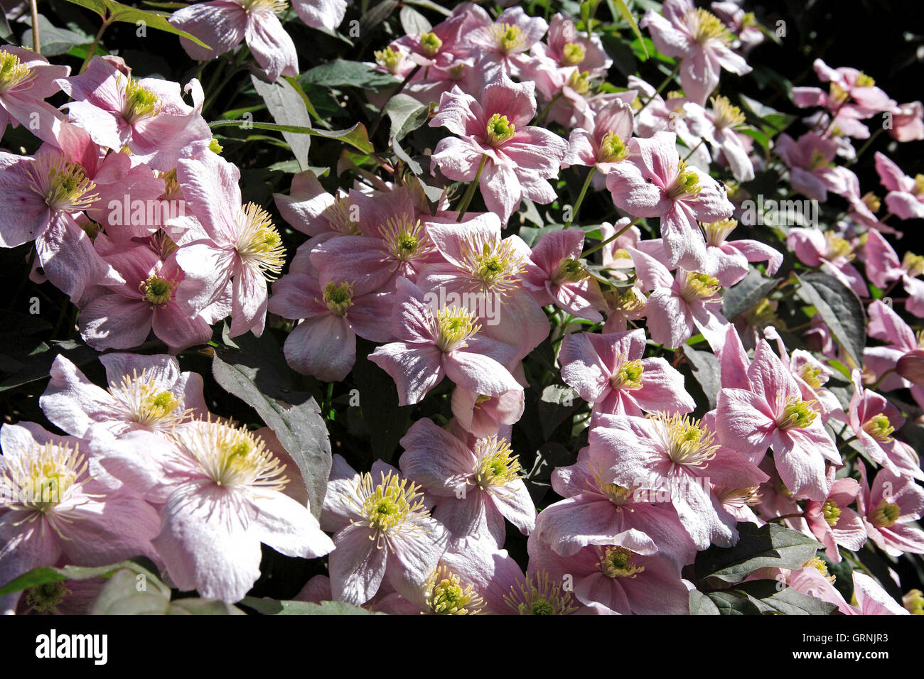 Clematus Blumen, UK Stockfoto