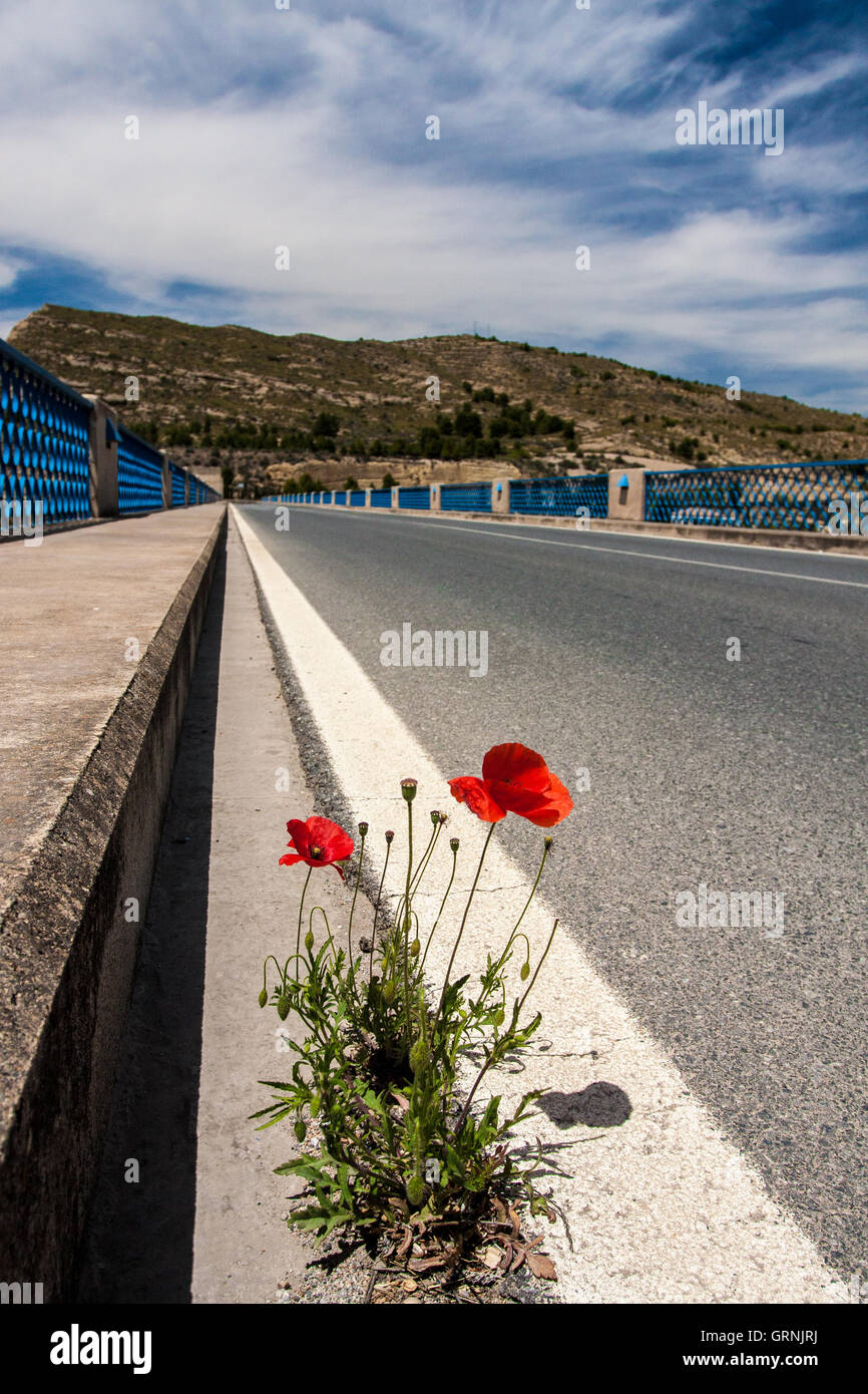 Mohn Blume wächst durch Asphalt auf der Straße Stockfoto