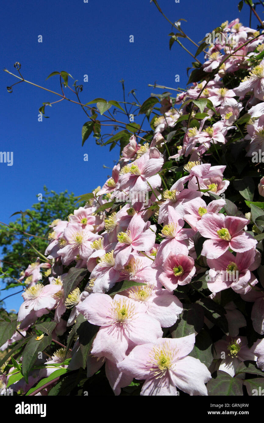 Clematus Blumen, UK Stockfoto