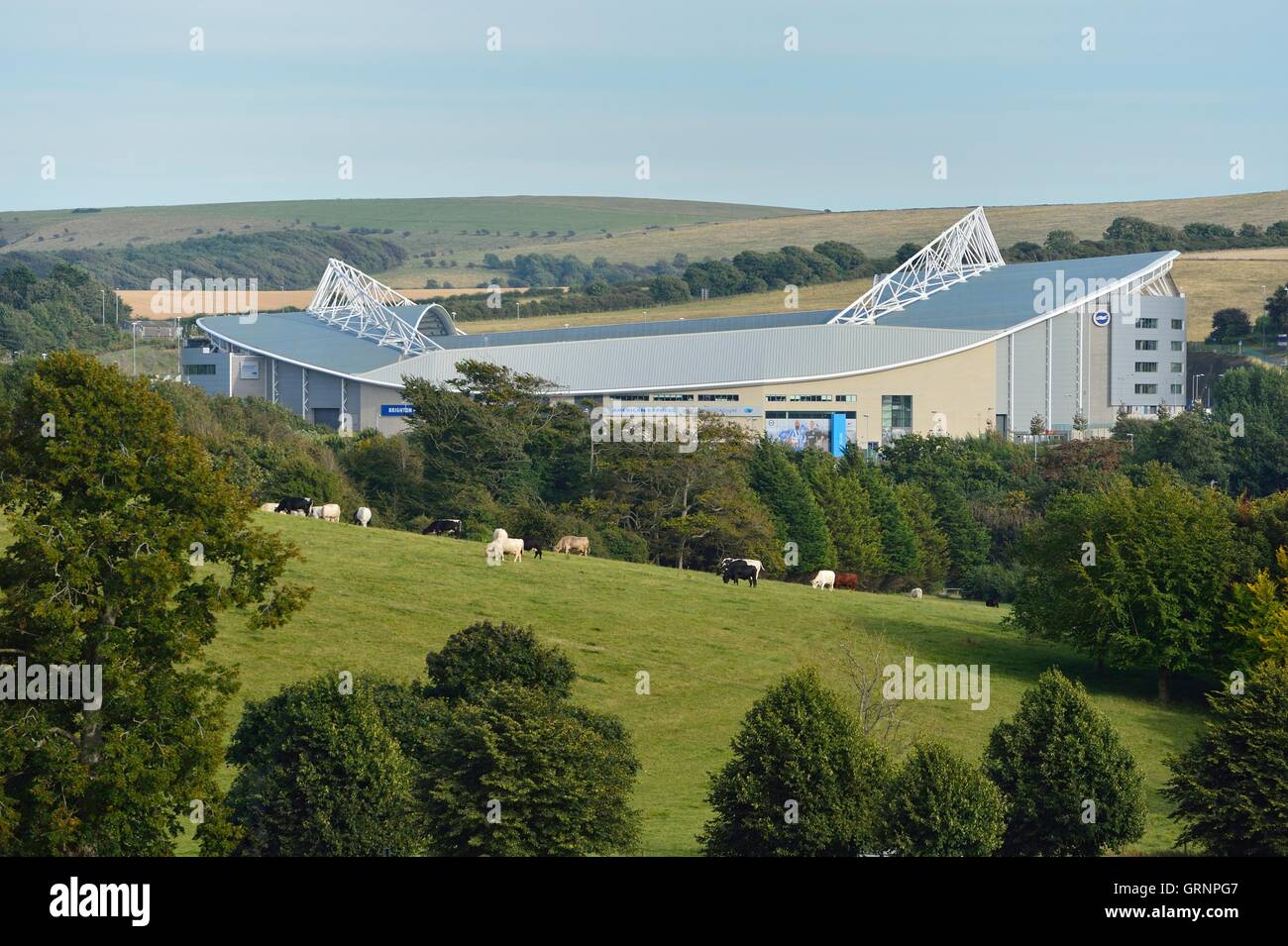 Das Brighton Fußballstadion American Express, Amex ist eingerahmt von einer eher ländlichen Szene grasende Kühe auf einem Feld Stockfoto