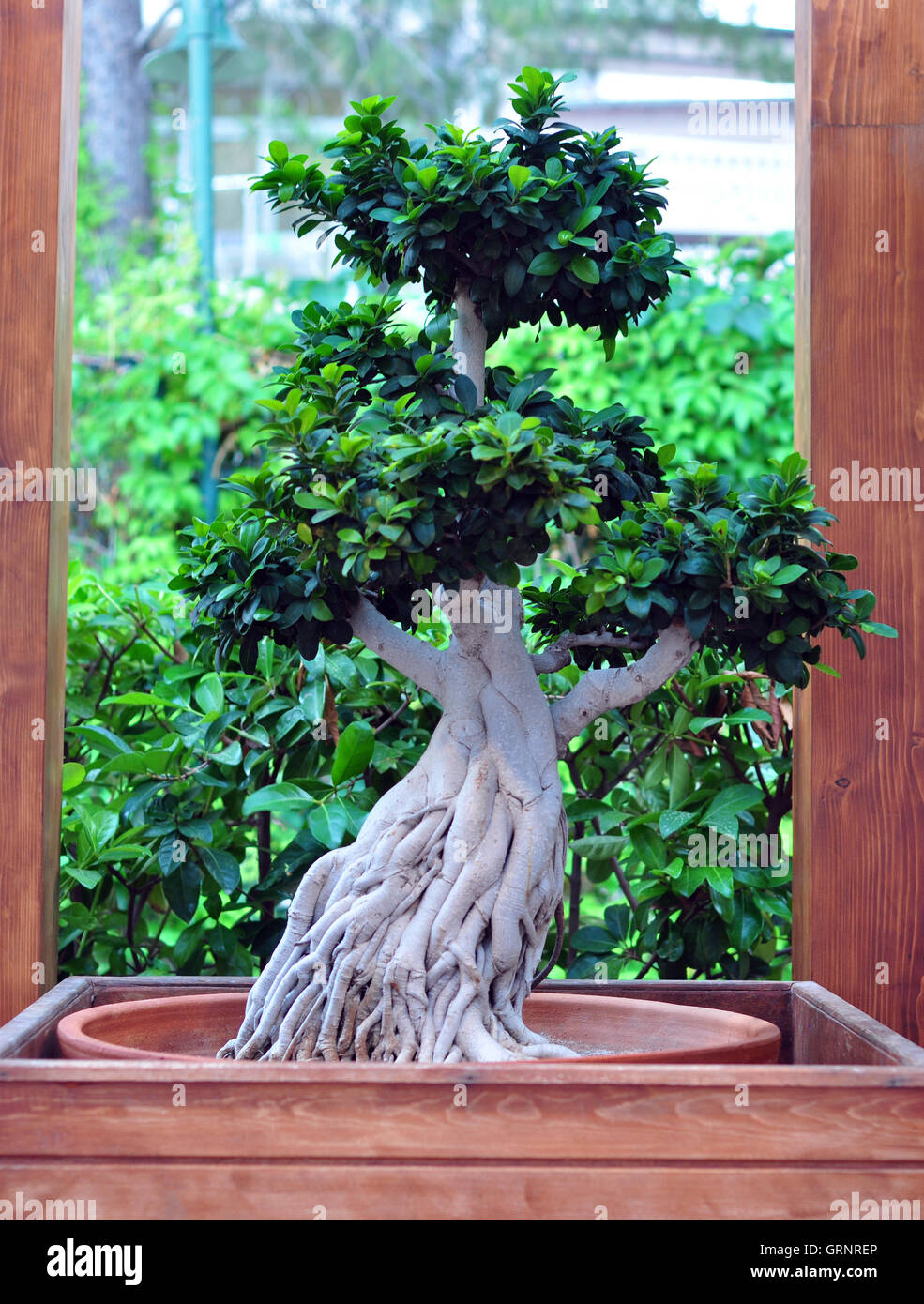 Outdoor-bonsai Stockfoto