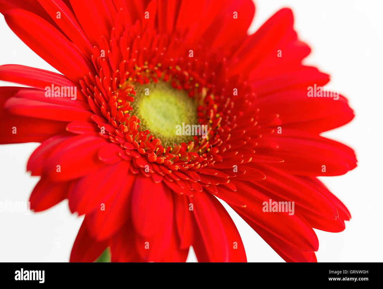 Rote Gerbera Blume isoliert auf weißem Hintergrund Stockfoto