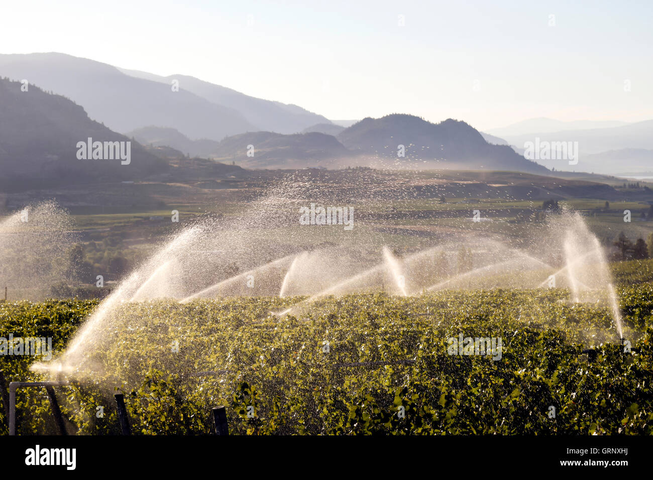 Bewässerung Sprinkler im Bio-Weinberg im Okanagan Valley in Osoyoos, Britisch-Kolumbien, Kanada. Stockfoto