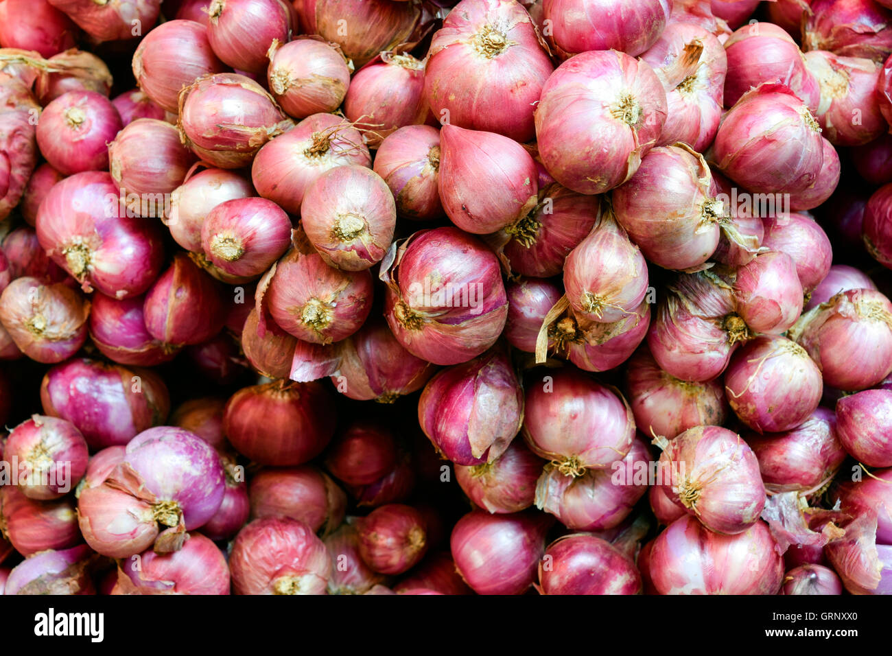 Schalotten-Zwiebeln auf einem lokalen thailändischen Markt in Thailand Stockfoto
