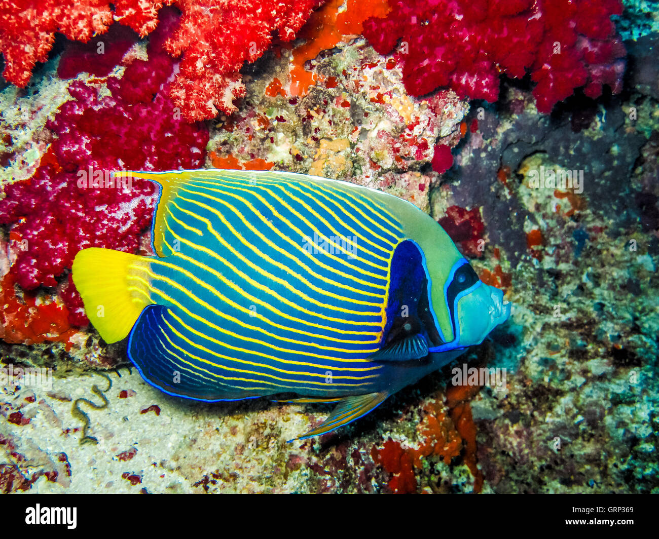 Ein Kaiserfisch schwimmen durch eine Koralle Stockfoto