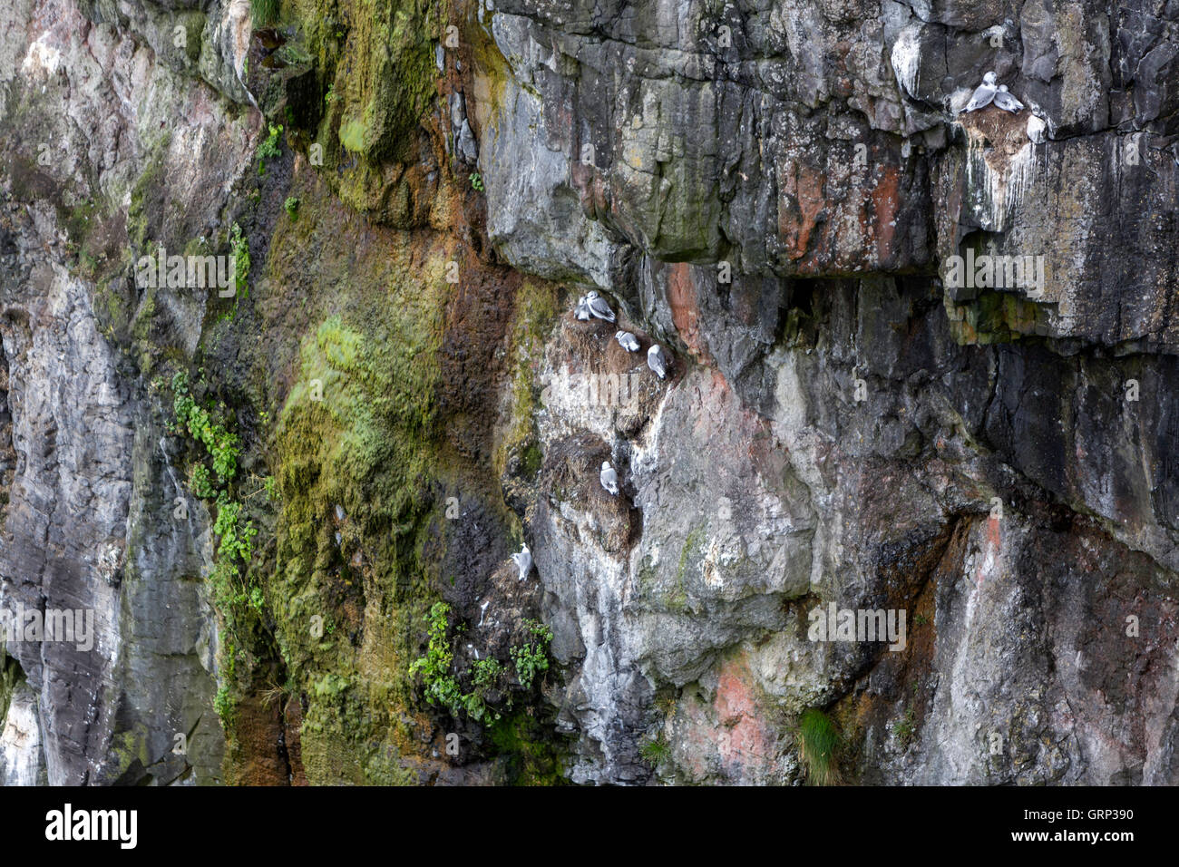 Dreizehenmöwe, Rissa Tridactyla, Kolonie in den Felsen des Rathlin Island, Nordirland, Stockfoto