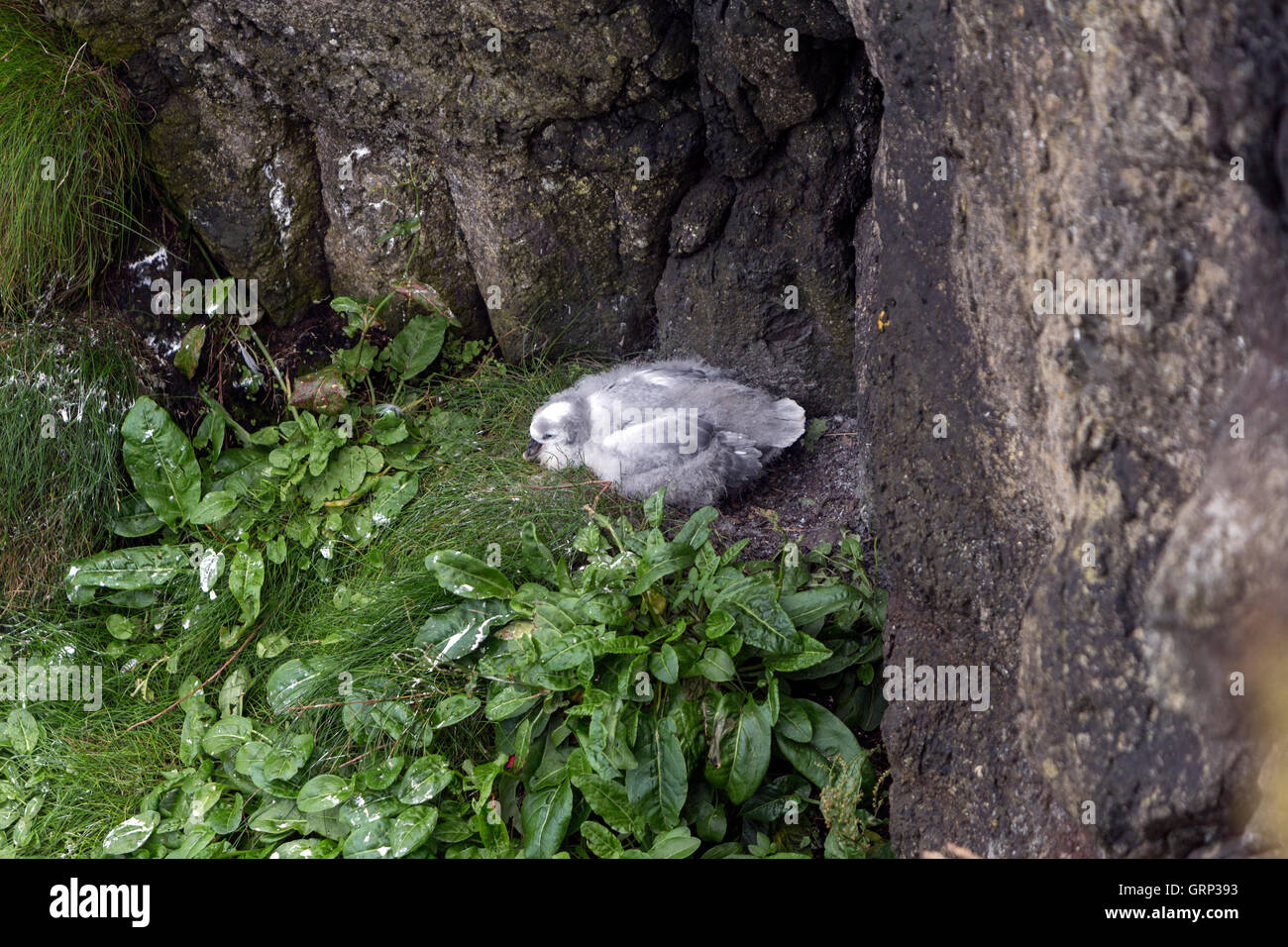 Isolierte Kittiwake Küken im Rathlin Island, Nordirland, Stockfoto