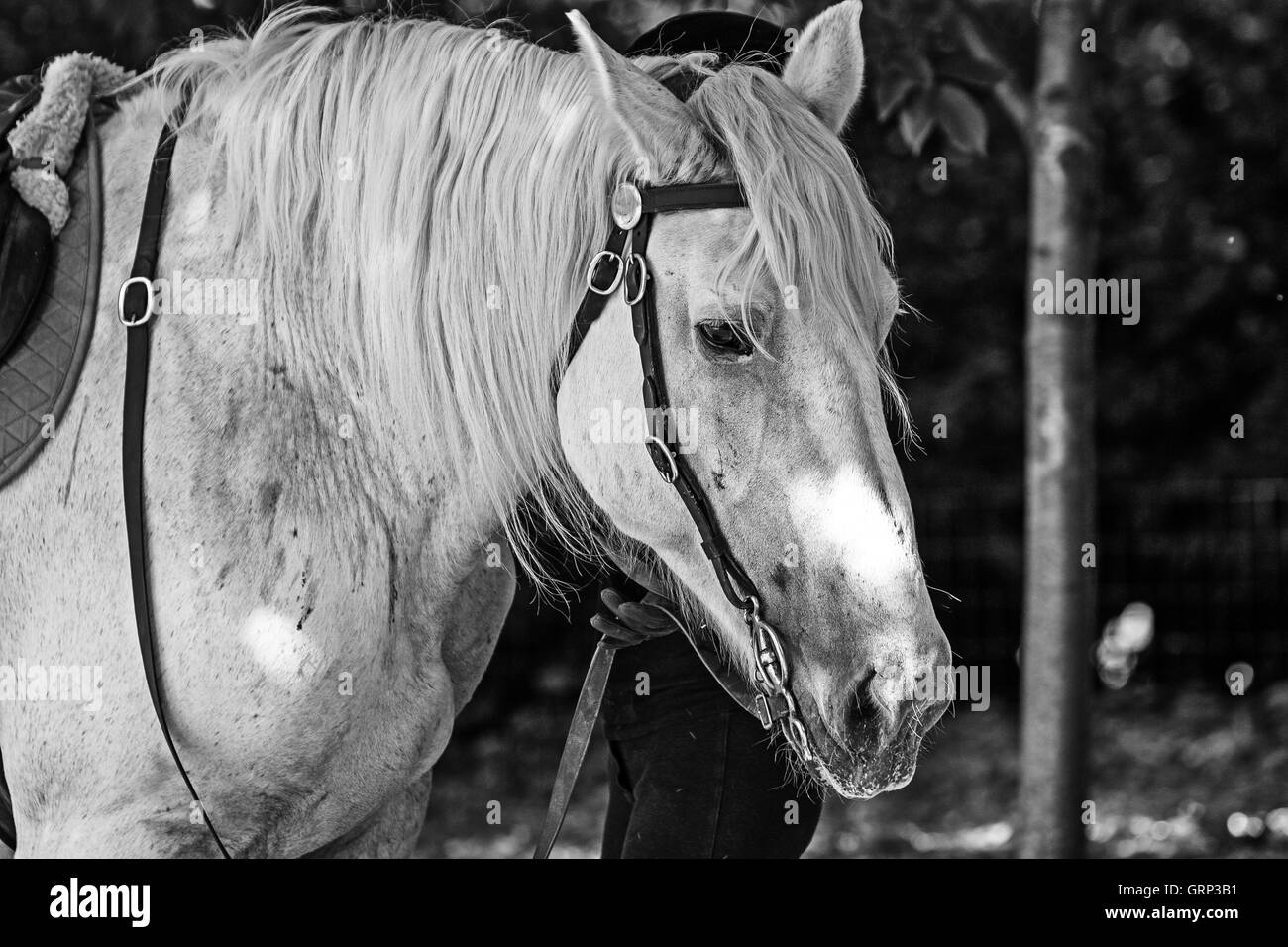 Ein weißes Pferd Stockfotografie Alamy Ein weißes Pferd Stockfotografie Alamy