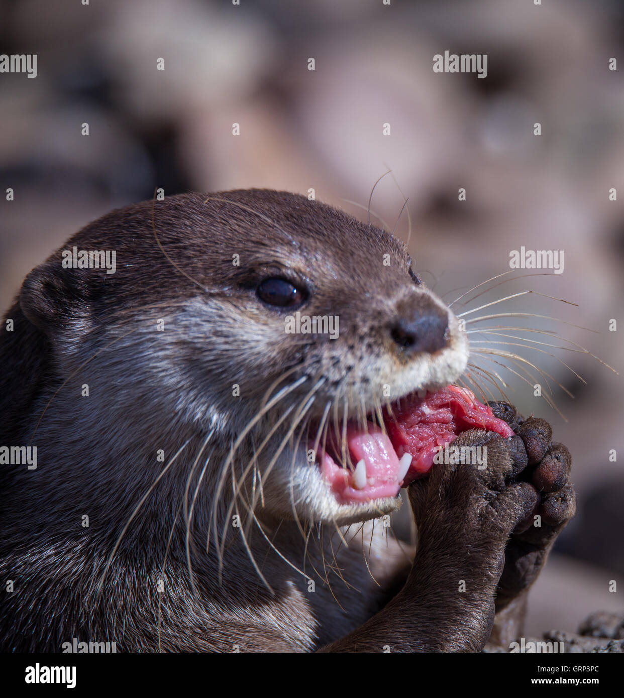 Fischotter im Wasser zu spielen Stockfoto