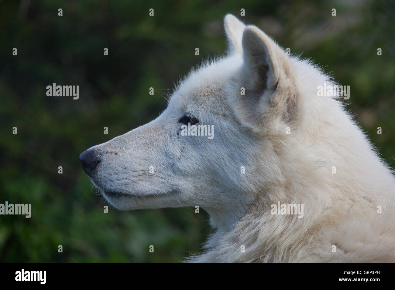 Weißen Hudson-Wolf hautnah Kopf geschossen Stockfoto