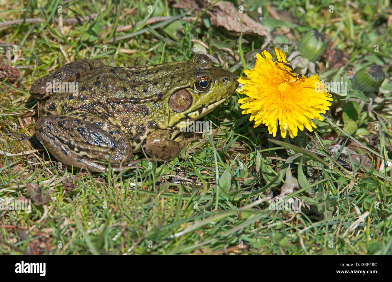 Green Frog Rana Clamitans riechen Löwenzahn (Taraxacum Officinale)-Michigan-USA Stockfoto