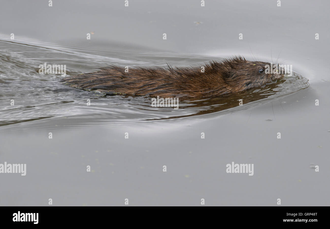 Bisamratte (Ondatra Zibethicus) Schwimmen im Teich, im Osten der USA Stockfoto