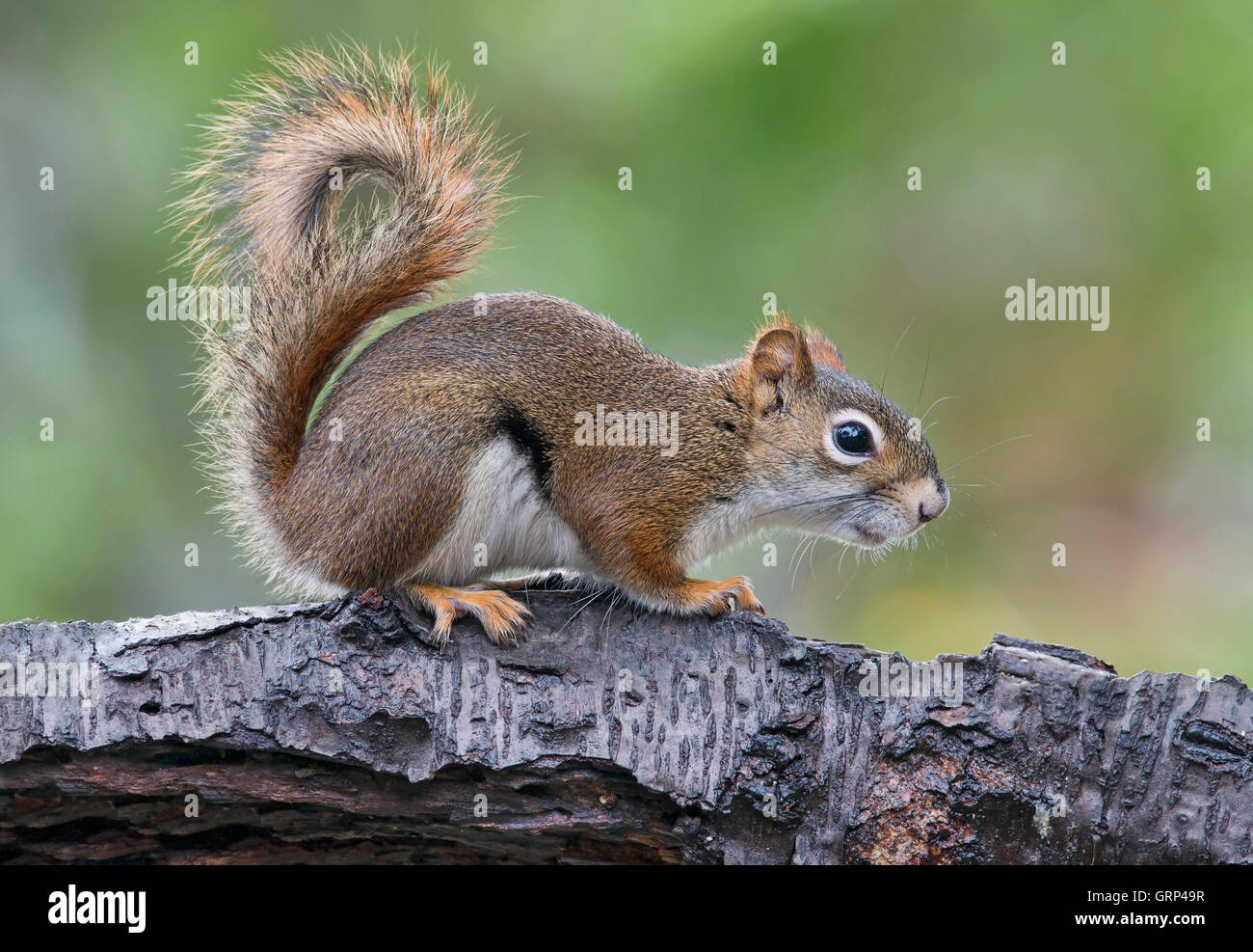Östliches rotes Eichhörnchen macht Geräusche, plaudert (Tamiasciurus oder Sciurus hudsonicus) E Nordamerika, von Skip Moody/Dembinsky Photo Assoc Stockfoto