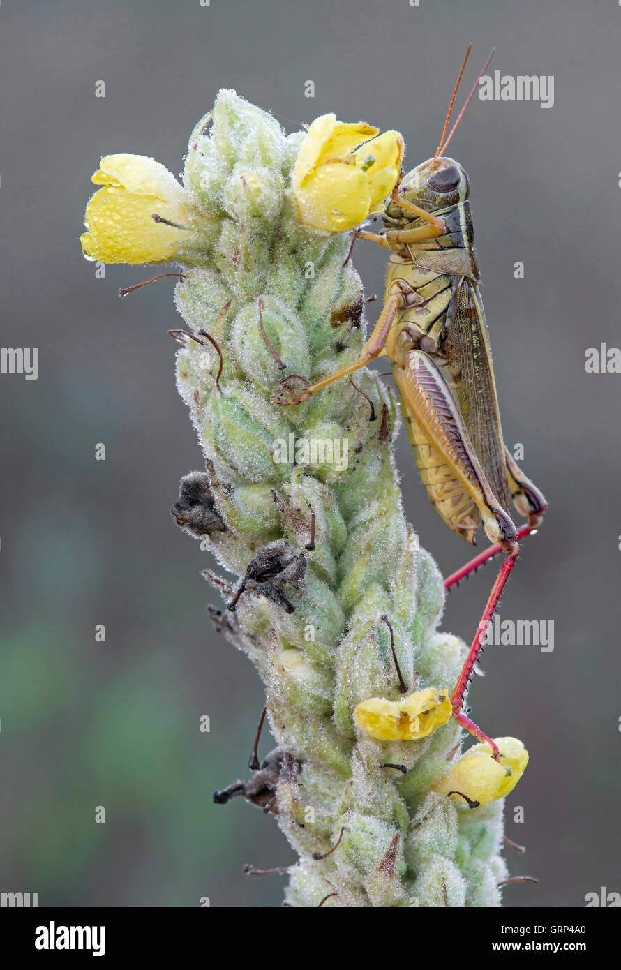Zweistreifiger Grasshopper (Melanoplus bivittatus) auf der Gemeinen Mullein-Pflanze (Verbascum thapsus), E USA, von Skip Moody/Dembinsky Photo Assoc Stockfoto