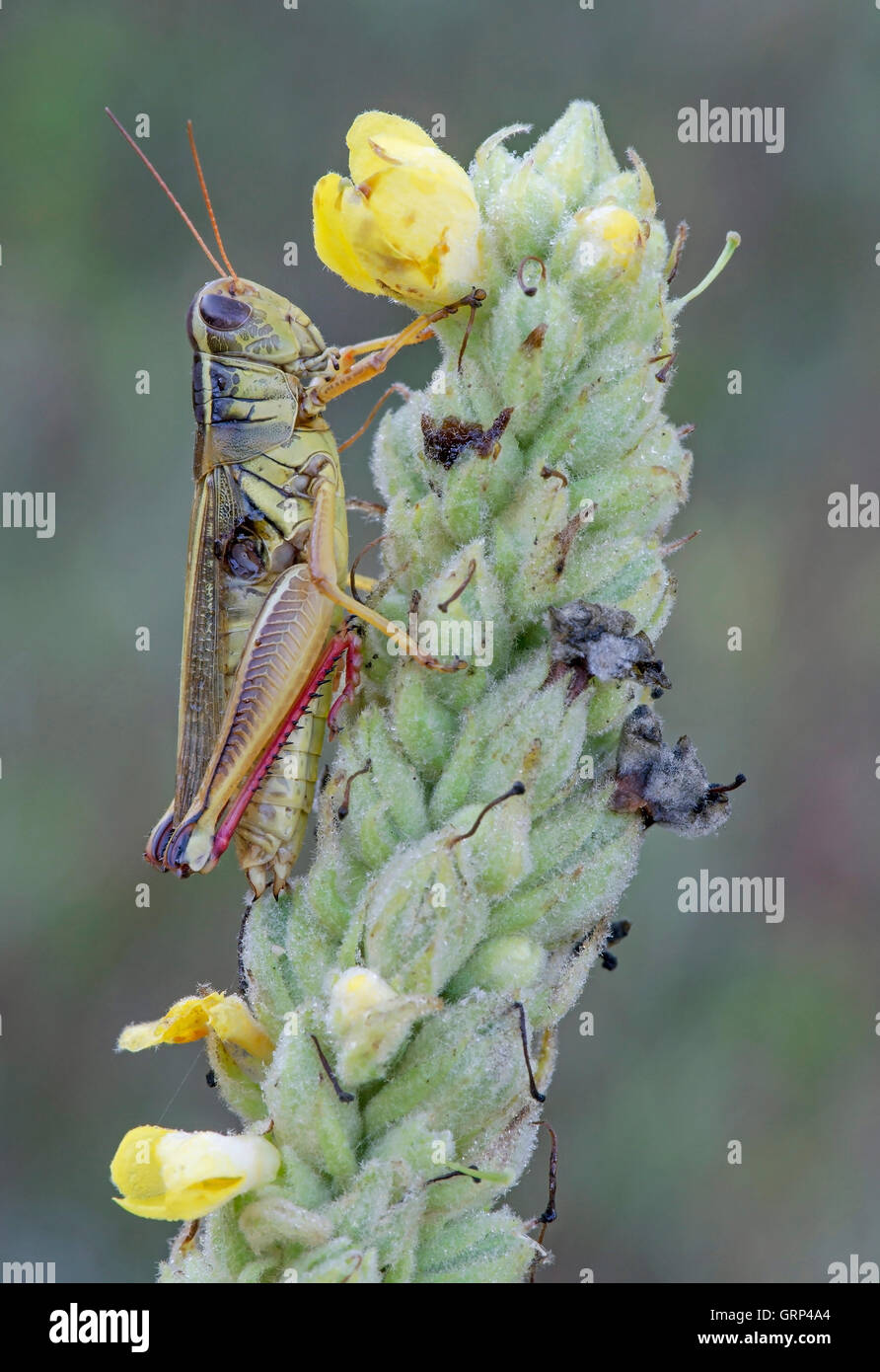 Zweistreifiger Grasshopper (Melanoplus bivittatus) auf der Gemeinen Mullein-Pflanze (Verbascum thapsus), E USA, von Skip Moody/Dembinsky Photo Assoc Stockfoto