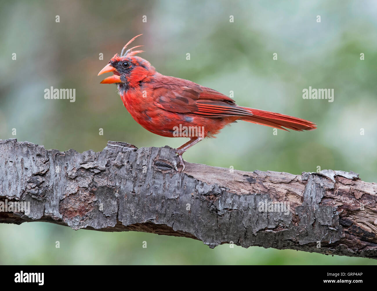Nördlichen Kardinal Cardinalis Cardinalis männlichen Mauser, Östliches Nordamerika Stockfoto