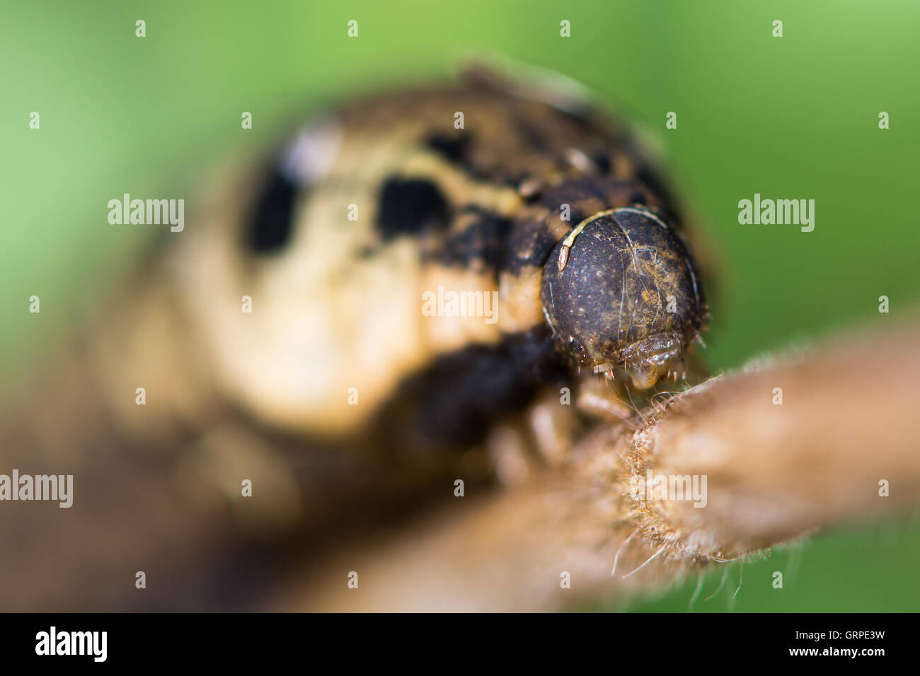 Elefant Falke-Motte (Deilephila Elpenor) Raupe. Braune Form von Reife Larve der Motte in der Familie Sphingidae, auf Weidenröschen Stockfoto