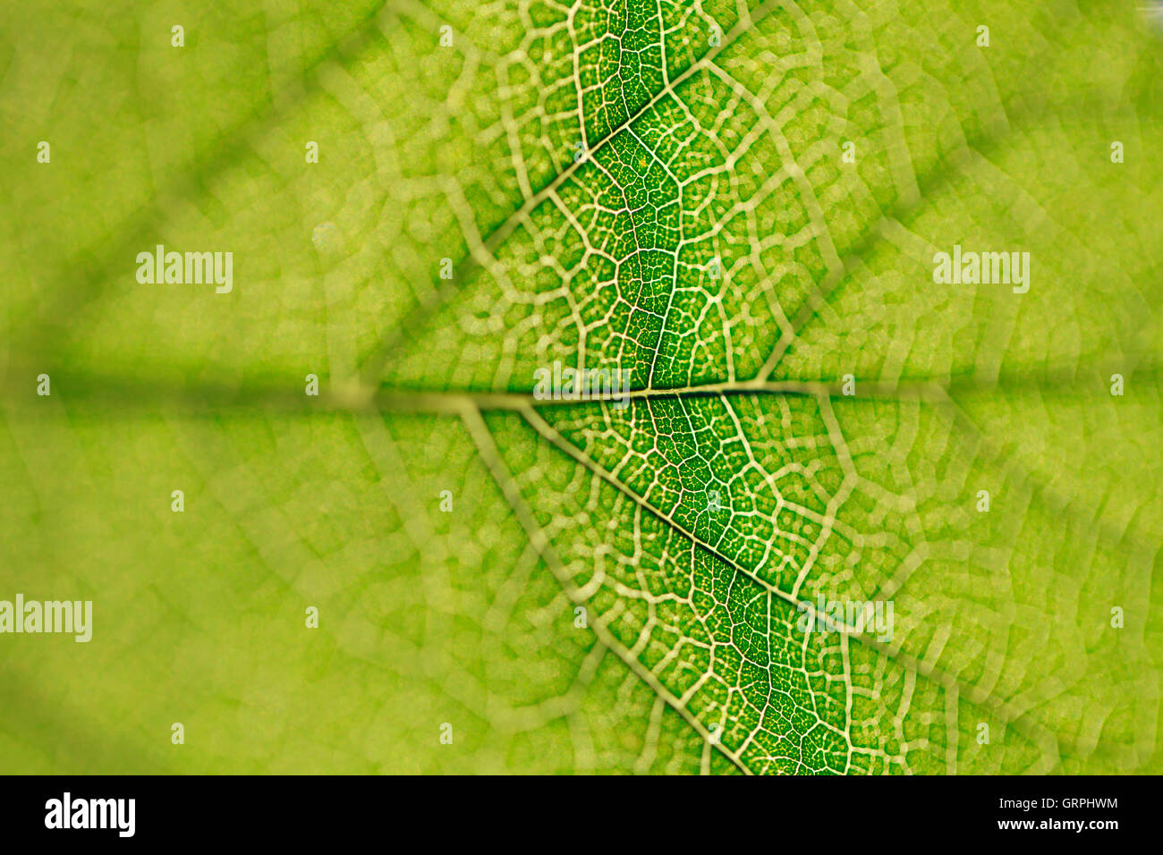 Blatt Textur Nahaufnahme, Nahaufnahme der Faser, Natur, Hintergrund Stockfoto