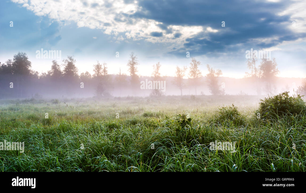 Schöne Landschaft mit Dawn Nebel und morgen Tau. Sommer idyllische Landschaft. Selektiven Fokus. Stockfoto
