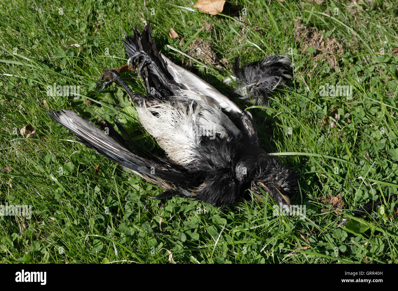 Körper eines Toten Vogels Elster Stockfoto