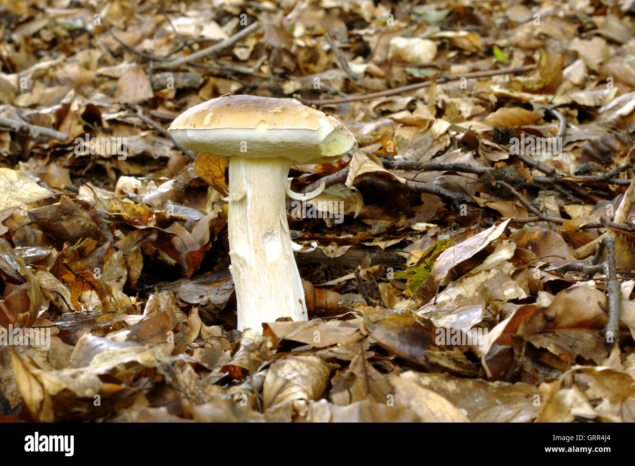 Boletus edulis Stockfoto