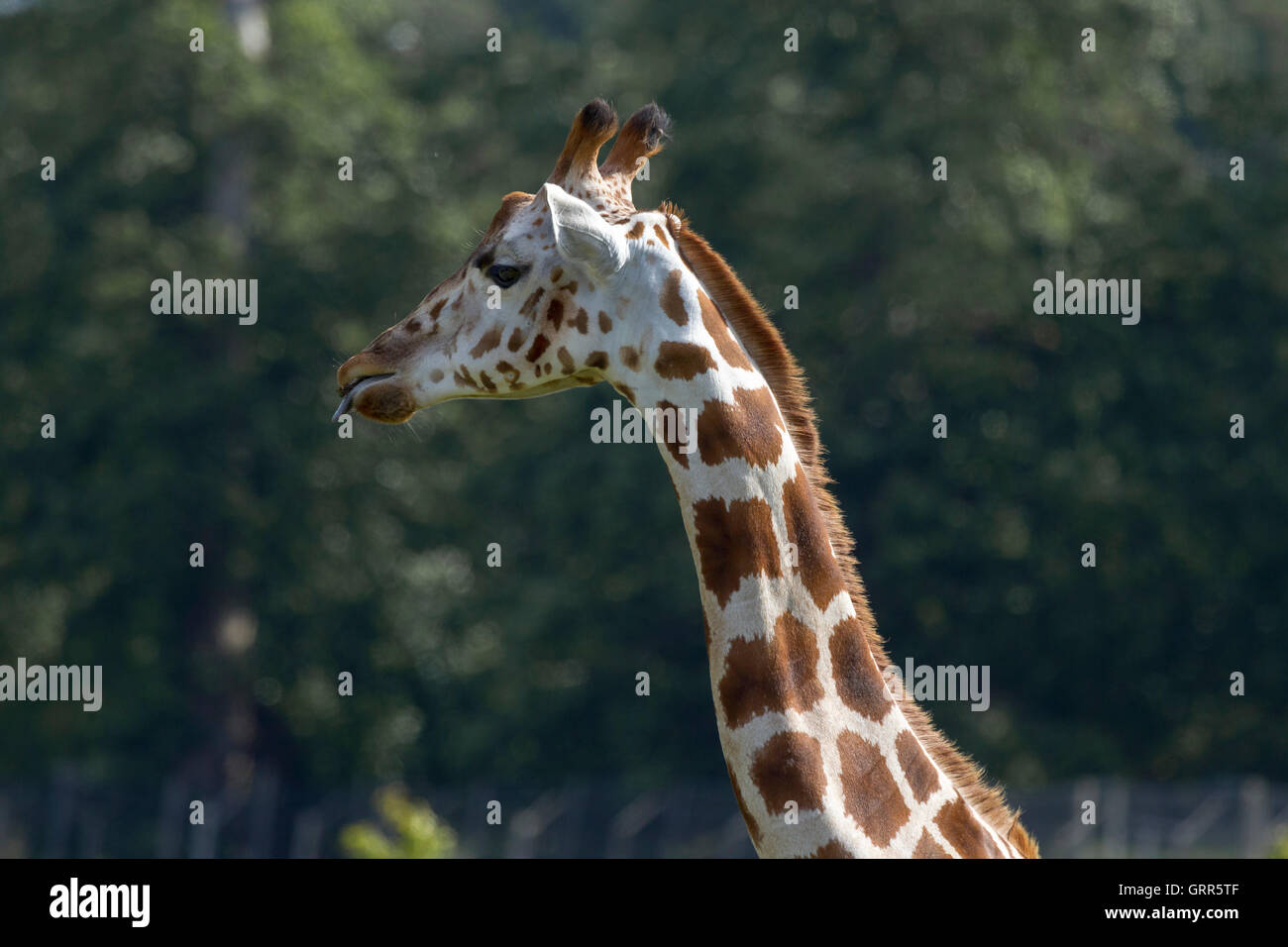 Rothschild Giraffen. Giraffa Plancius Rothschildi, Woburn Safari Park. Stockfoto