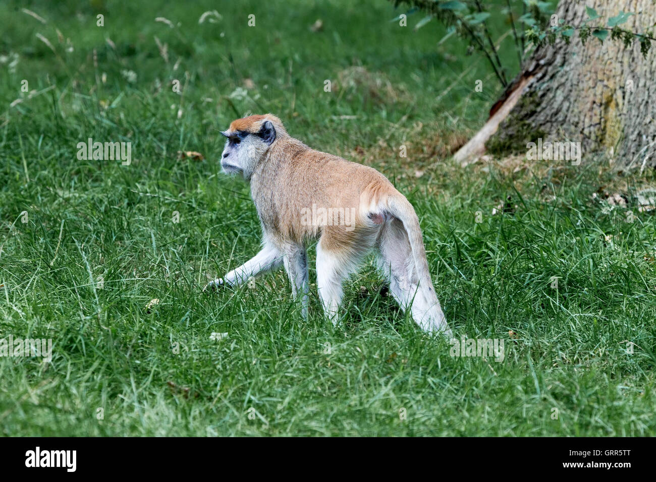 Berberaffe. Macaca Sylvanus, Woburn Safari Park. Stockfoto