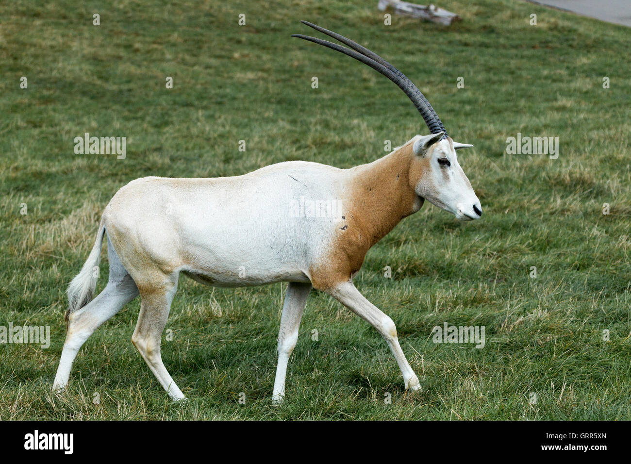 Scimitar-gehörnter Oryx. Oryx Dammah, Woburn Safari Park. Stockfoto