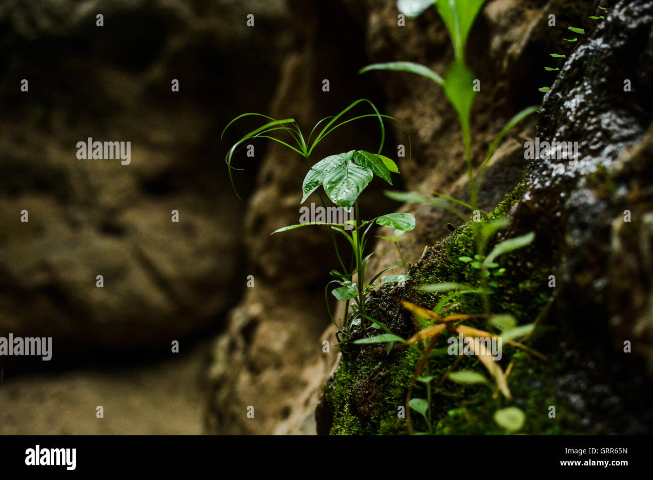 Moos und Pflanzen Stockfoto