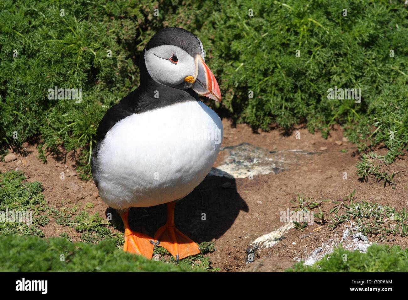Sitzen Stockfoto