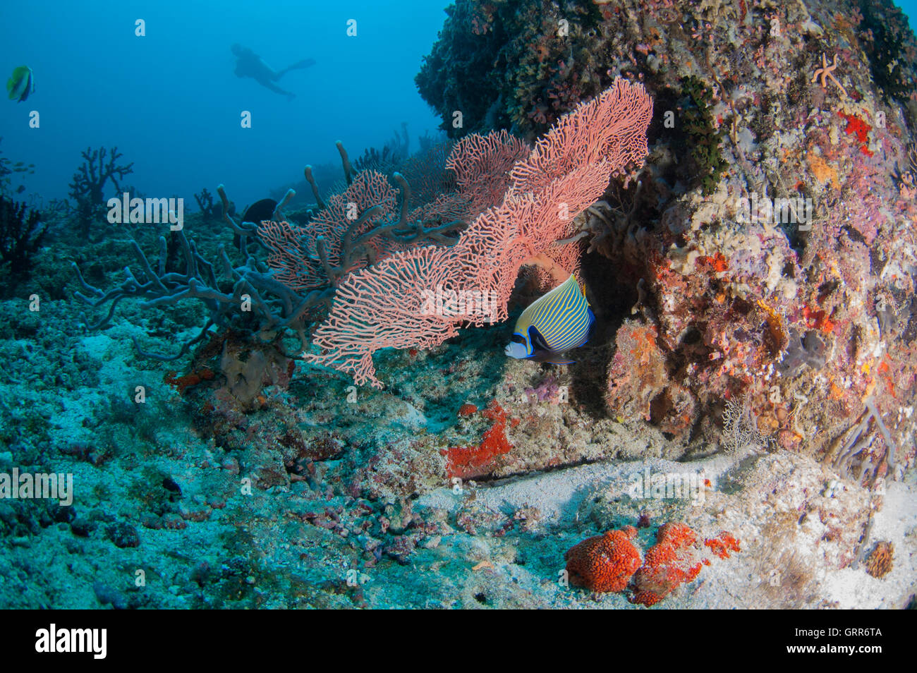 Angel Fisch versteckt sich hinter einer Gorgonien Fan-Koralle Stockfoto