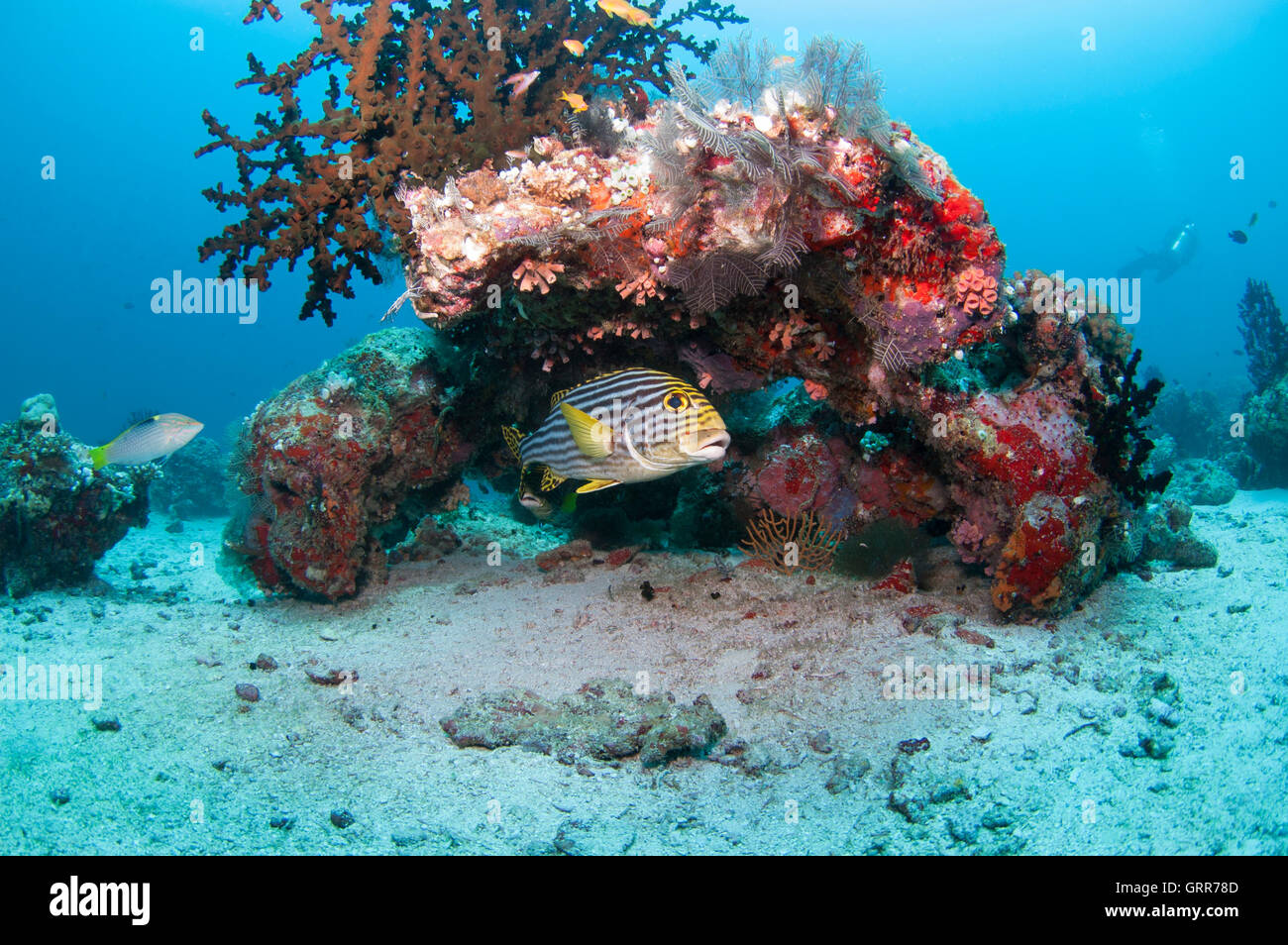 Süsslippen versteckt unter einem schönen Korallen bedeckt rock Stockfoto