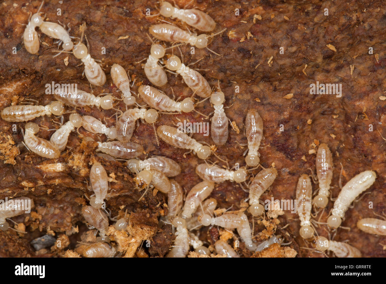 Termiten Insekten Fotos Und Bildmaterial In Hoher Aufl sung Alamy Termiten Insekten Fotos Und Bildmaterial In Hoher Aufl sung Alamy