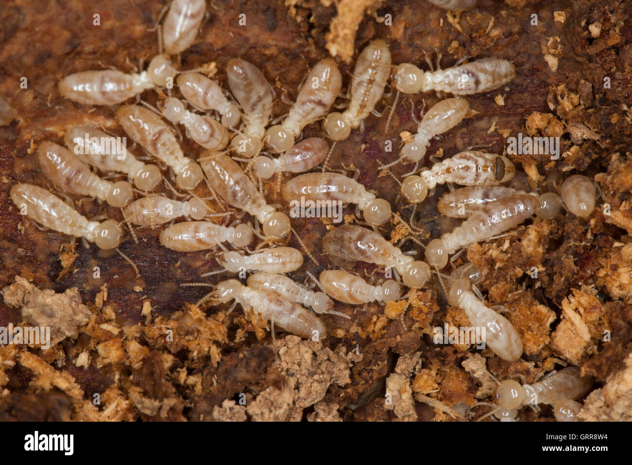 Wo Findet Man Termiten Eine Termite Erkennen 12 Schritte mit Wo Findet Man Termiten Eine Termite Erkennen 12 Schritte mit