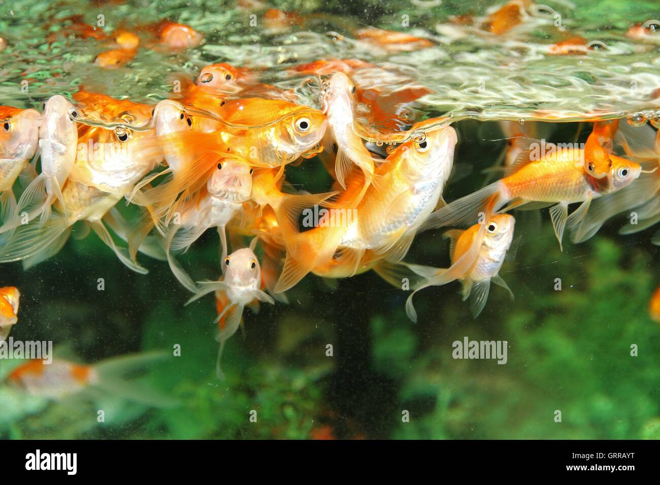 Goldfische in einem Aquarium Essen warten. Stockfoto