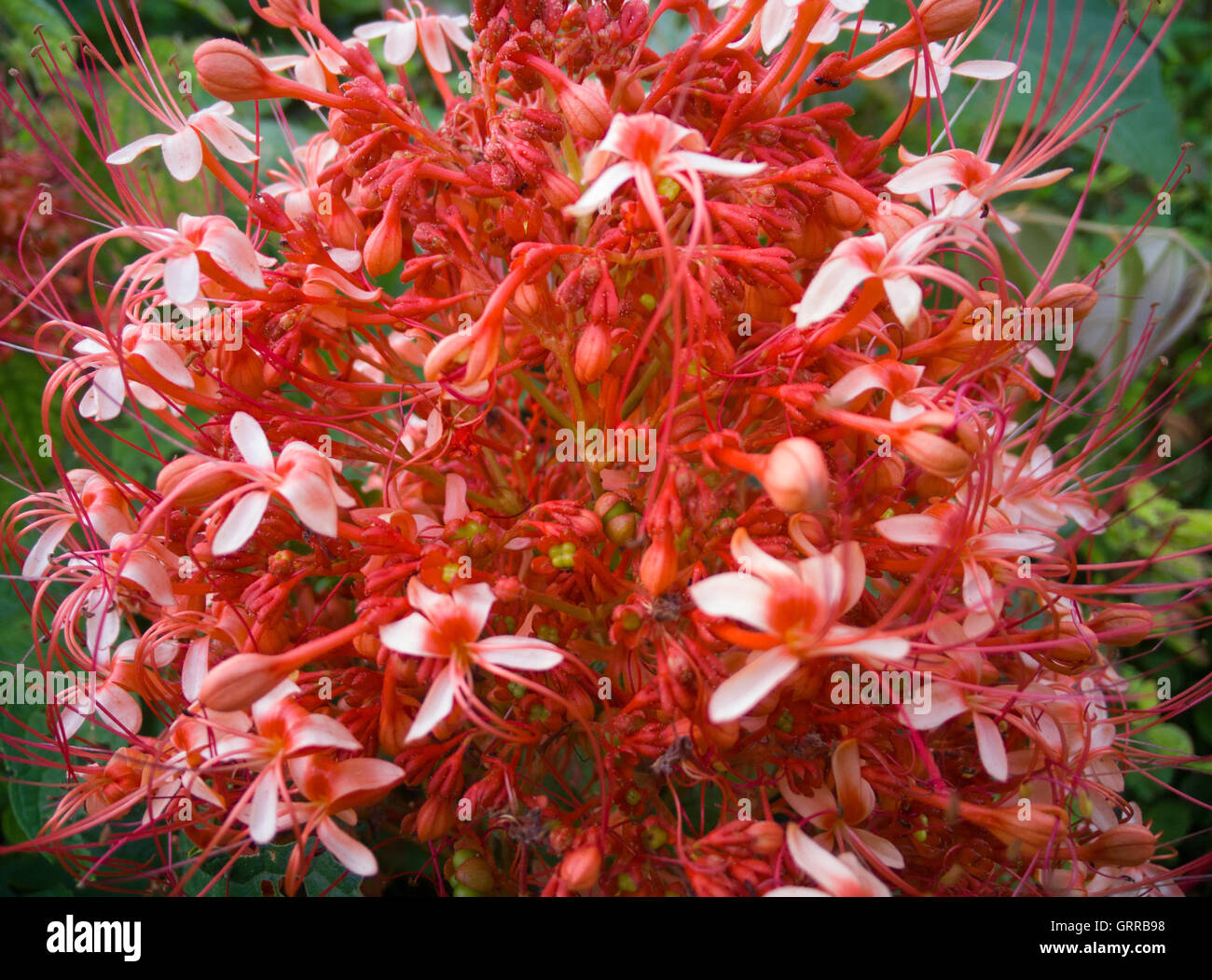 roten Ixora Pavetta Blumen in canning Hügel, Thailand Stockfoto