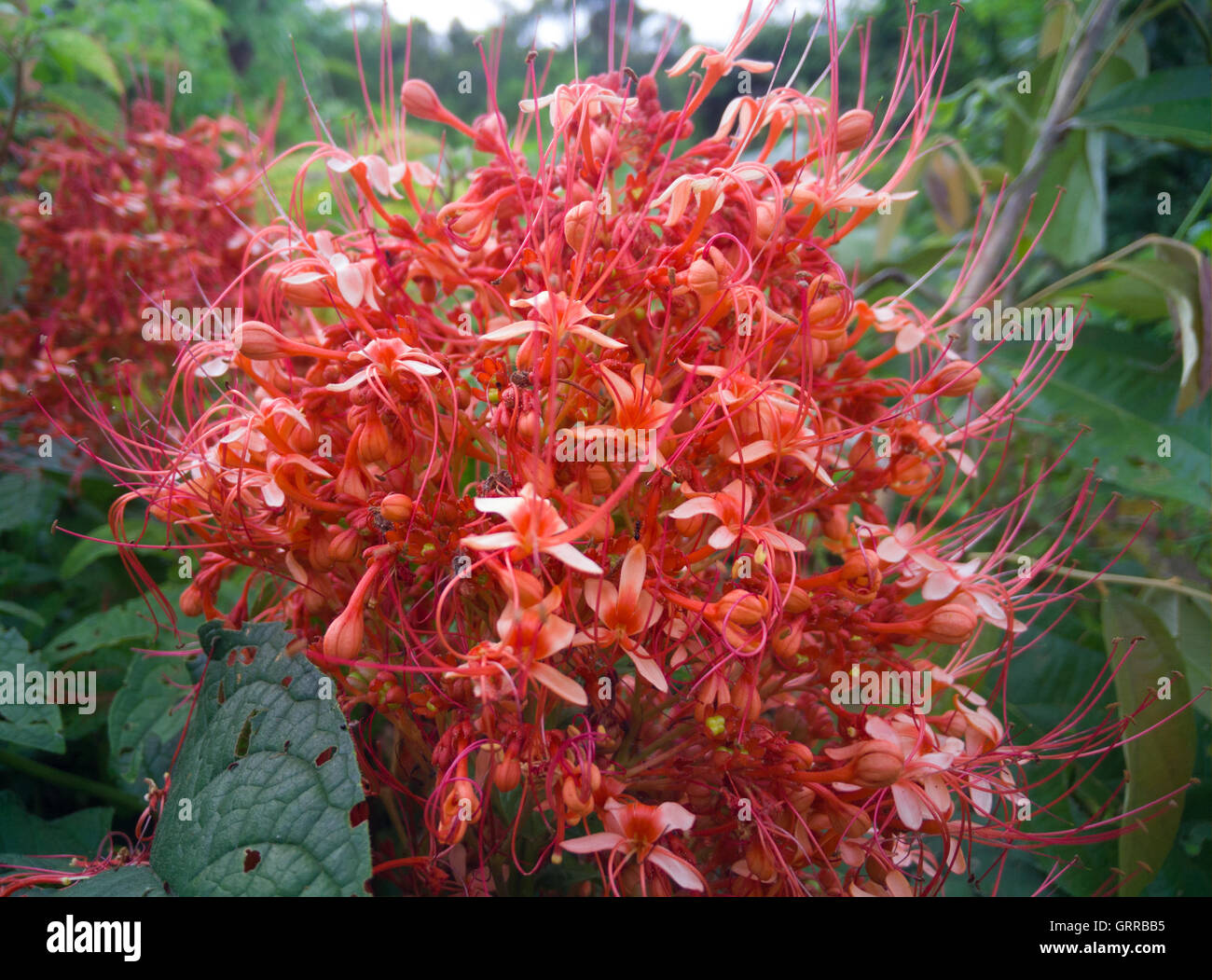 roten Ixora Pavetta Blumen in canning Hügel, Thailand Stockfoto