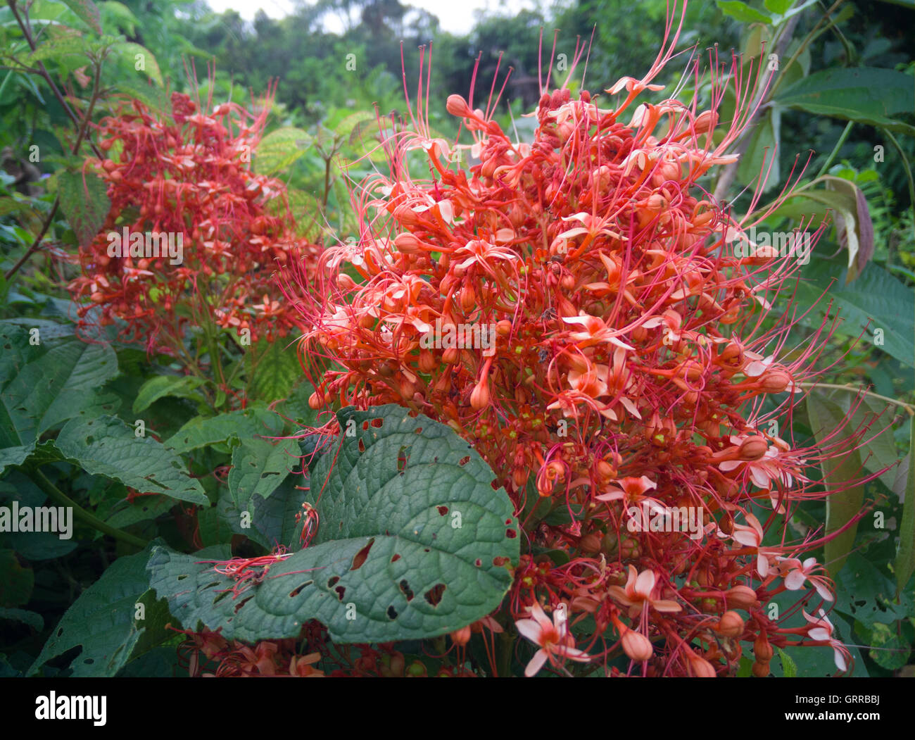 roten Ixora Pavetta Blumen in canning Hügel, Thailand Stockfoto