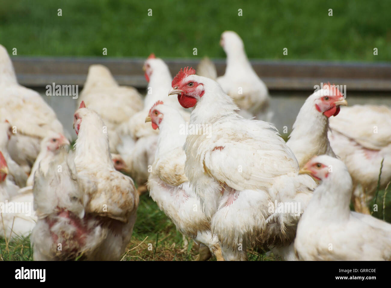 Bio-Freilandhaltung Hühner durfte ein natürlicheres Leben in der Natur Stockfoto