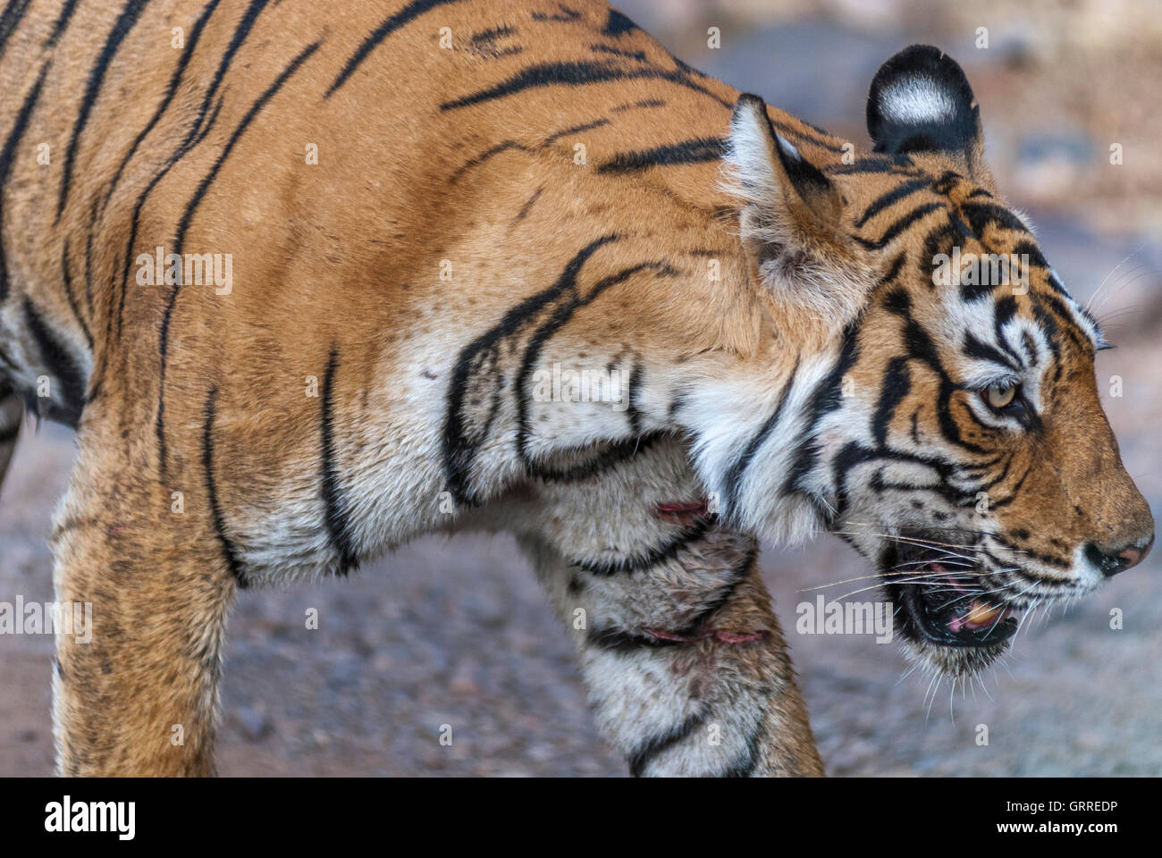 Bengal Tiger Machali Seite hautnah im Ranthambore Tiger Reserve, Indien. (Panthera Tigris) Stockfoto