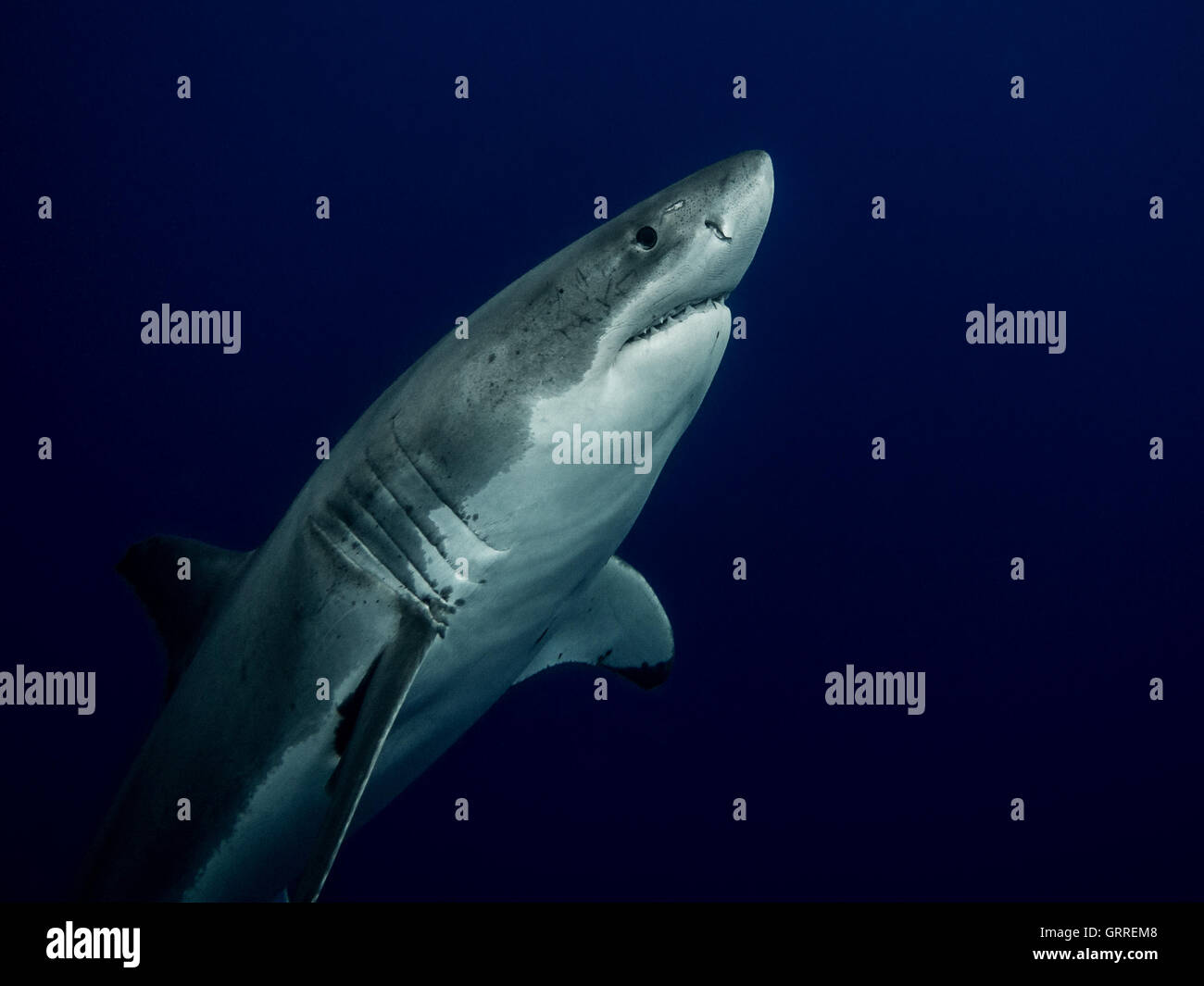Der weiße Hai aus der Tiefe Stockfoto