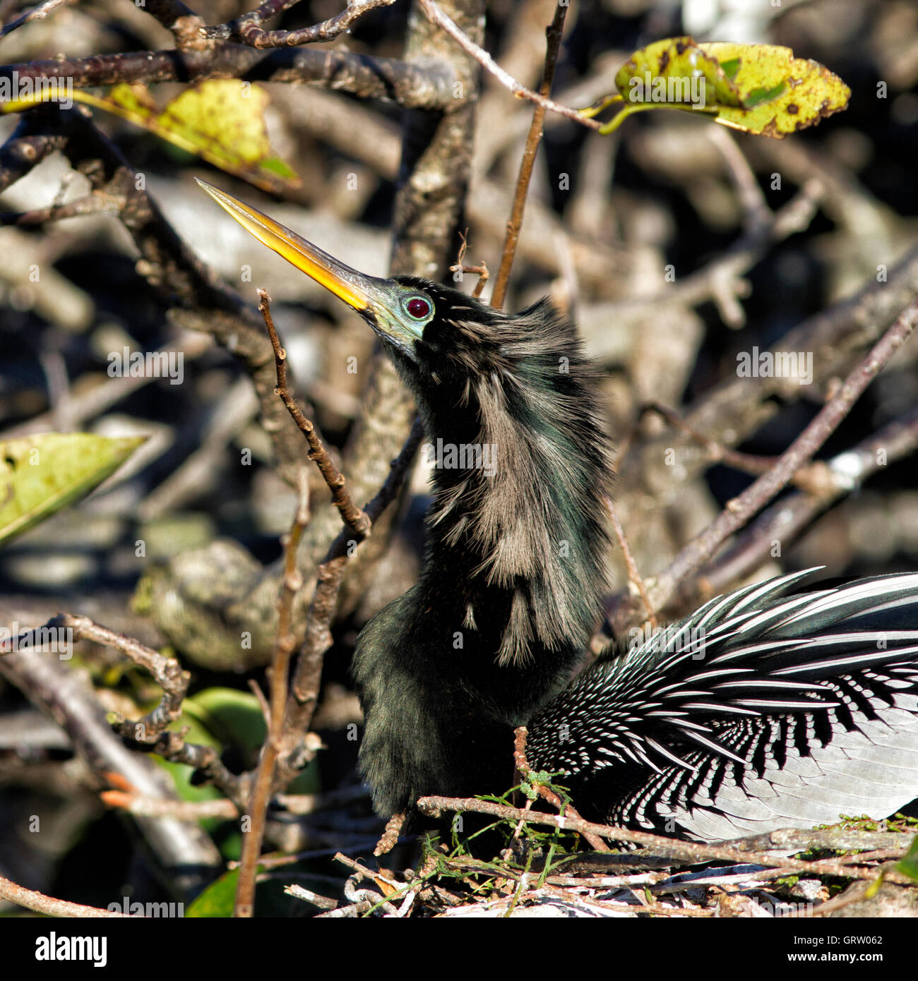 Männliche Anhinga Anhinga sitzt auf seinem Nest mit Eiern; Es ist immer aufmerksam und schön mit seiner Zucht Farben & Shaggy Mähne. Stockfoto