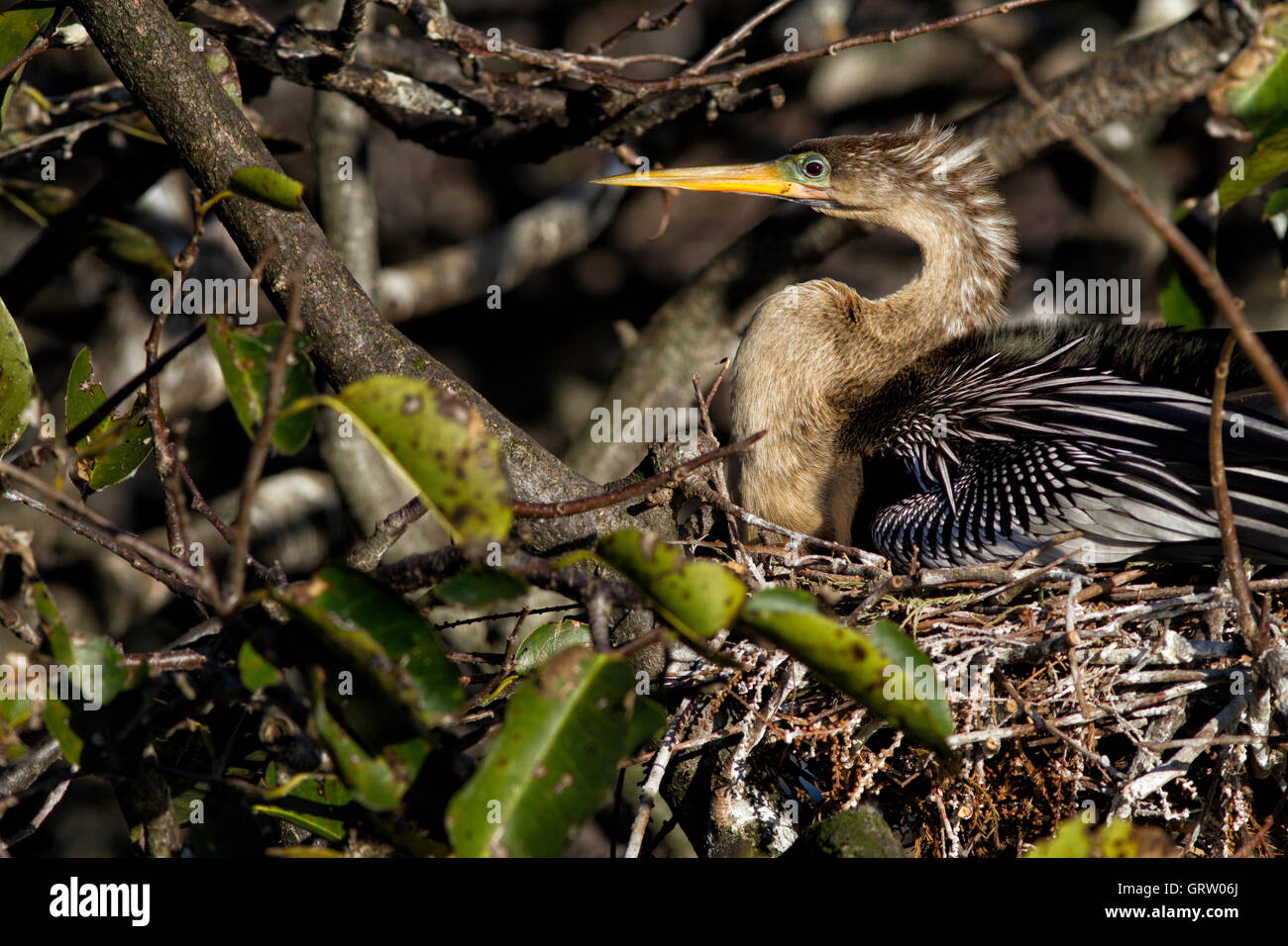 Weibliche Anhinga Anhinga sitzt auf ihrem Nest ausbrüten von Eiern. Wie das Männchen hat sie ein Rubin Auge und grünlich blauen Lore. Stockfoto