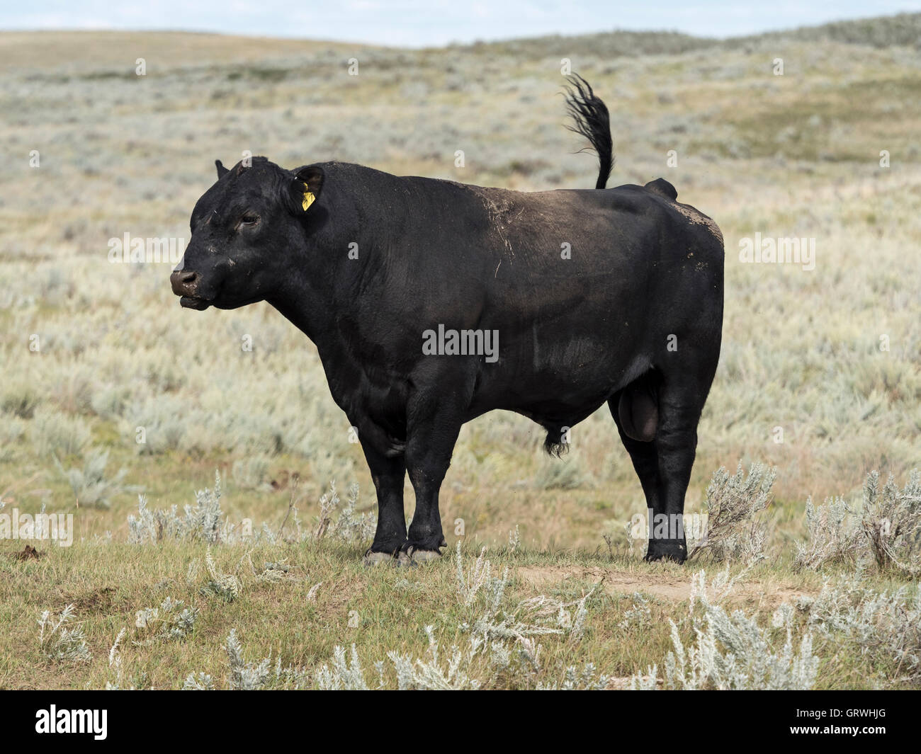 Black Angus-Stier auf Weideland, Piapot, Saskatchewan, Kanada. Stockfoto