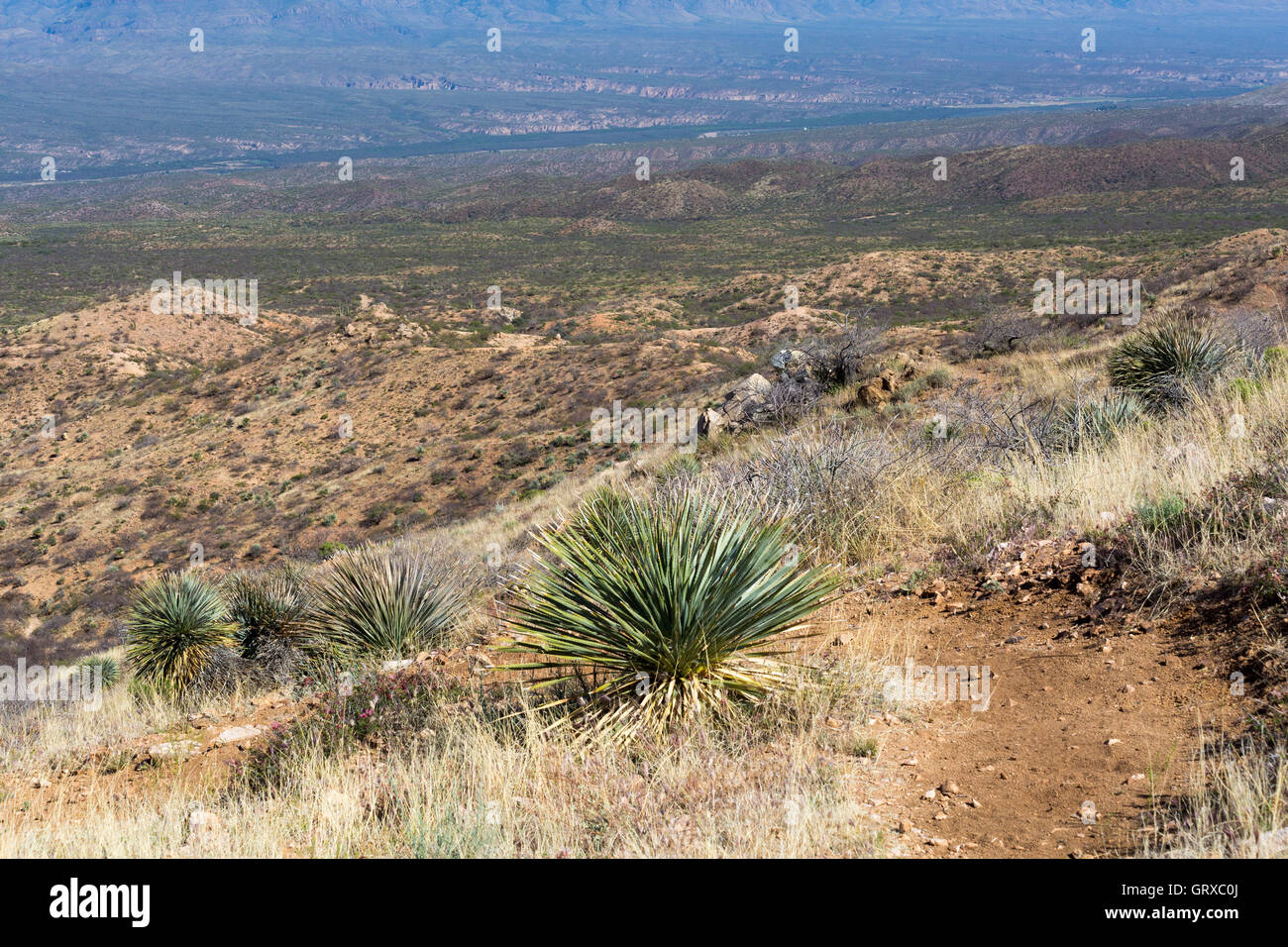 Vorbei an Yucca-Pflanzen in den Black Hills of Arizona Arizona-Trail. Stockfoto