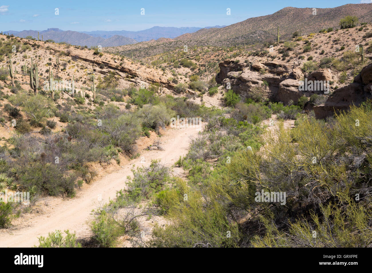 Eine Trockenwäsche schlängelt sich durch die Ripsey Wash Bereich des Gebirges Tortilla auf dem Arizona-Trail im Süden Arizonas. Stockfoto