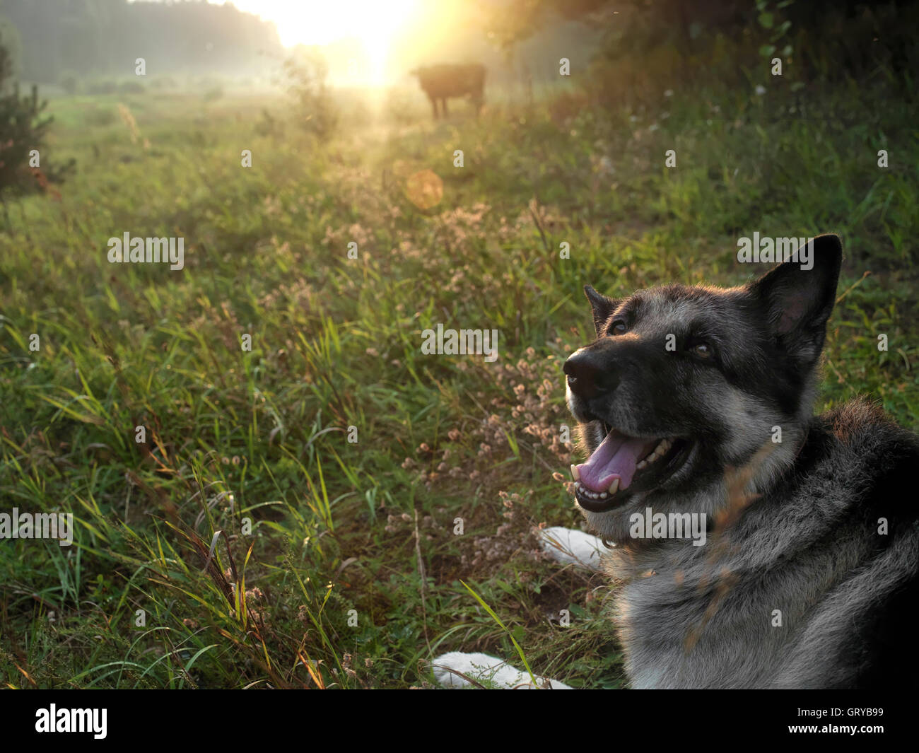 Hund hüten eine Kuh Stockfoto