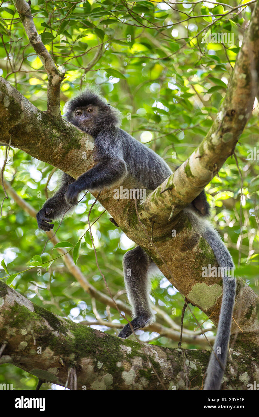 Versilberte Blatt Languren Affen im Bako Nationalpark, Borneo, Malaysia Stockfoto