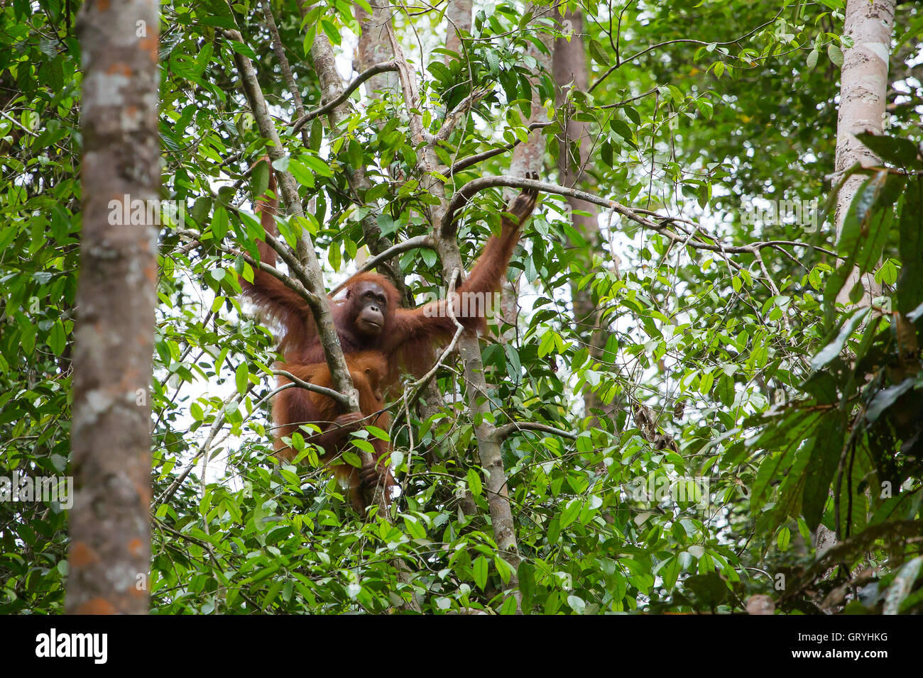 Weiblicher Orang-Utan mit einem Baby hängt an einem Baum im Semenggoh Nature Reserve, Sarawak, Borneo, Malaysia Stockfoto